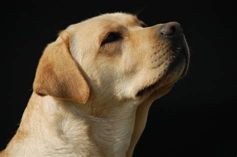 تقرير مصور عن كلب ” لابرادور ” ومواصفاته المرسال
