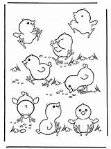 Coloring Pages Easter Chicks Chicken Wallpapers Collection sketch template