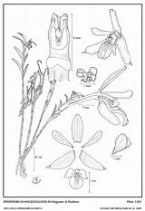 Dodson Andean Epidendra Hágsater Epidendrum Cernuum Subgroup Drawing 2009 Type Website Group sketch template