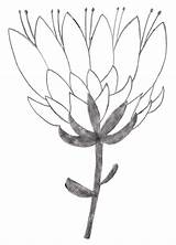 Protea Drawing Flower Painting Simple Sketches Doodle Flowers Craft Sketch Patterns Coloring Line Wall Drawings Dot Doodles Ikebana Pastel Template sketch template