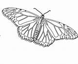 Monarch Butterfly Coloring Print Popular Kids sketch template