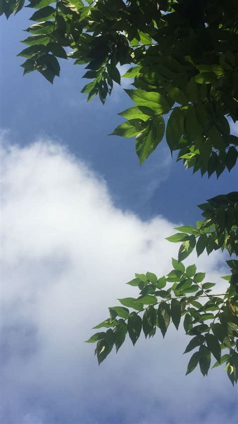 sky tree aesthetic clouds blue bluesky leaves picture cloud