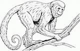 Monkey Coloring Pages Realistic Monkeys Printable Drawing Howler Adults Baboon Guenon Kids Primates Pencil Print Faced Drawings Tree Primate Spider sketch template