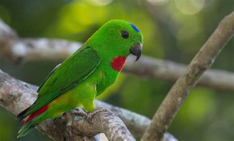 tiny hanging parrot  giving  life australian geographic