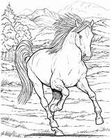 Pferde Ausmalbilder Malvorlagen Horse Ausmalen Pferdebilder Running Cheval Adulte Aktualisiert März Caballo Paard sketch template