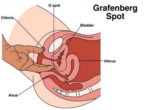 physicians discover how to enlarge a woman s g spot