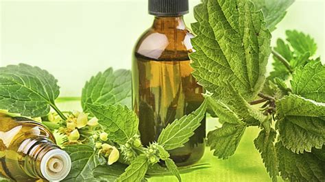 herbal medicine   mainstream medicine