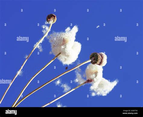 cotton  fluffy white seed heads   japanese anemone