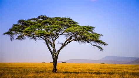 image tanzania east africa nature sky fields meadow trees