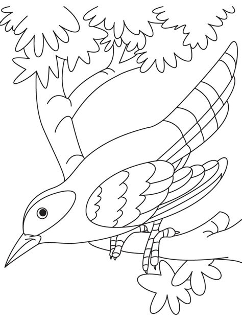 cuckoo bird sitting   branch coloring page