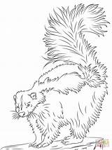 Skunk Coloring Pages Cute Printable Realistic Drawing Adult Supercoloring Color Popular Choose Board Coloringhome Categories sketch template