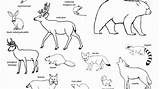 Animals Grassland Drawing Drawings Paintingvalley Coloring sketch template