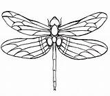 Dragonfly Drawing Coloring Pages Line Wings Printable Kids Drawings Color Tattoo Outline Designs Google Simple Dragonflies Large Winged Green Silhouette sketch template