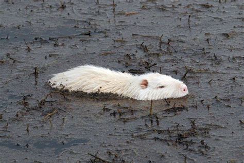 De Somptueux Animaux Albinos Que La Nature A Oublié De