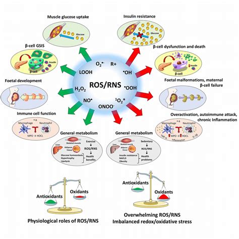 dual involvement  rosrns  physiology  disease ros    scientific diagram