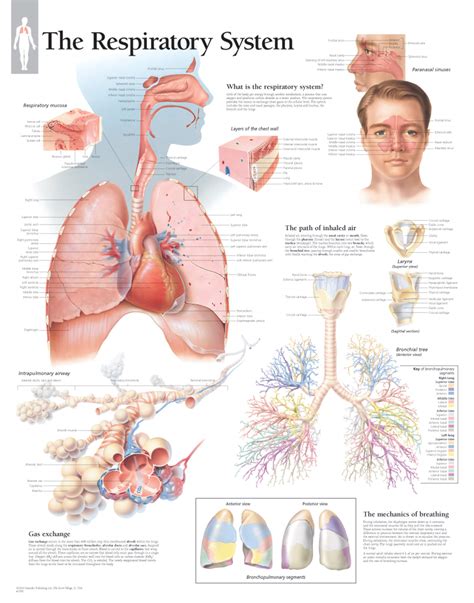 respiratory system scientific publishing