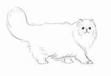 Cat Persian Coloring Pages Printable Drawing Chat Cats Cartoon Drawings Tattoo Top Sketch Chats sketch template