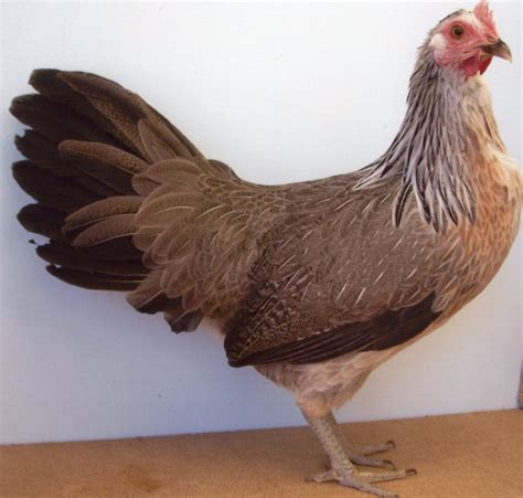 Silver Duckwing Standard Phoenix Chickens Cackle Hatchery