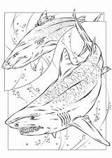 Haaien Kleurplaten Tigre Megalodon Ausmalbilder Requin Haie Squalo Coloriage Squali Rechini Kleurplaat Coloriages Desene Animali Animaatjes Tiburon Imprimir Hugolescargot Coloringhome sketch template