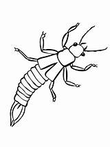 Coloring Insect Drawing Earwig Flag Japan Firefly Pages Printable Template Silverfish Color sketch template