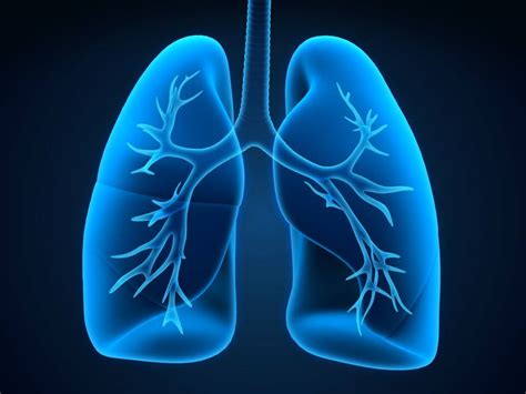 researchers investigate  potential  lung restoration  transplant