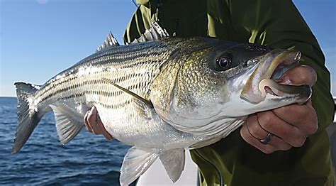 Striped Bass 101 Part 2 Moving Forward While Avoiding Past Mistakes