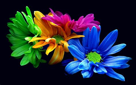 colourful flower wallpapers wallpaper cave