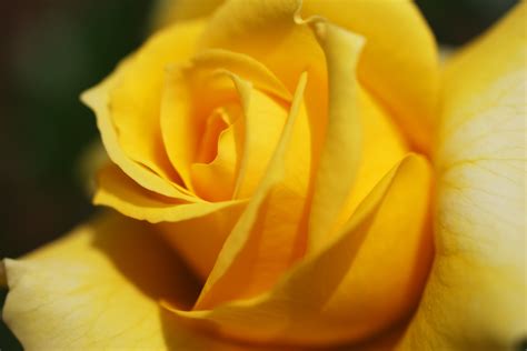 yellow rose wallpapers high quality