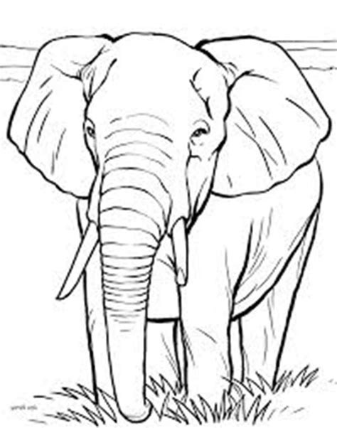 african elephant coloring page netart