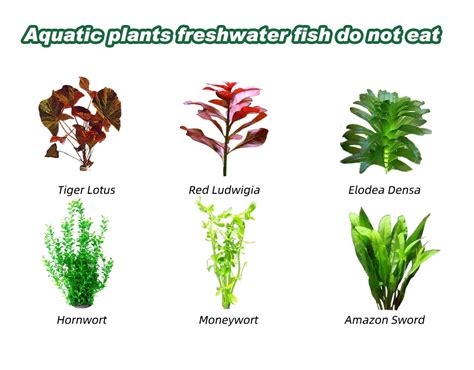 aquatic plants  freshwater fish  eat hygger