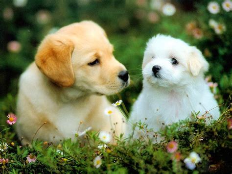 beautiful puppies dogs beautiful desktop wallpapers