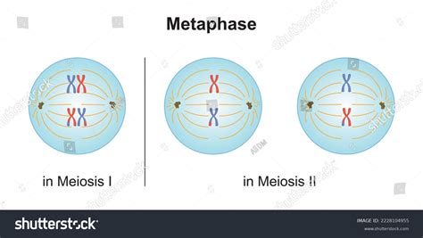 scientific designing metaphase meiosis colorful symbols
