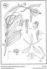 Epidendrum Hágsater Dodson 2001 Group sketch template