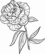 Peony Coloring Pages Printable Supercoloring Drawing Categories sketch template