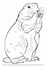 Prairie Dog Drawing Draw Step Sketch Muskrat Rodents Getdrawings Learn Paintingvalley Drawings Animals sketch template