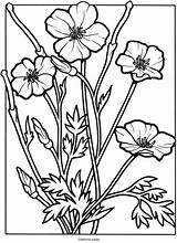 Coloring Pages Wildflowers Flower Poppy Wild Flowers California Wildflower Color Printable Drawing Book Adult Sheets Stained Glass Kids Adults Colouring sketch template