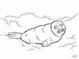 Seal Coloring Baby Cute Harp Pages Seals Clipart Sketch Printable Library Drawings Designlooter Popular 1228 46kb sketch template