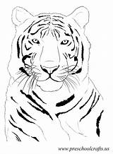 Tiger Coloring Pages Preschool Beatiful Kids Rousseau Henri Animals Paper Animal Cartoon Popular Comments sketch template