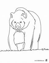 Bear Brown Coloring Pages Para Oso Colorear Dibujo Big Pintar Osos Face Color Hellokids Polar Toddlers Animal Drawing Animals Print sketch template