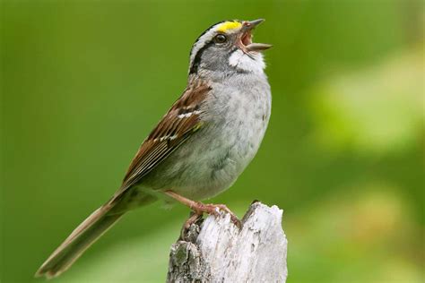 Canadian Sparrows Are Ditching Traditional Songs For A New Tune New