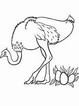 Ostrich Coloring Getcolorings sketch template