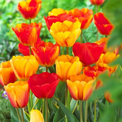 tulipa darwin hybrid apeldoorn mixture tulip  adr bulbs