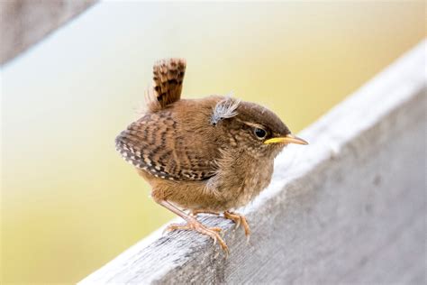 photography  mickb scottish wren fledgling