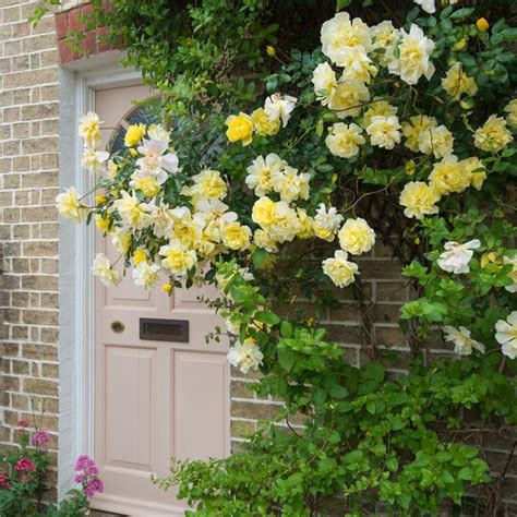 Rosa Golden Showers Climbing Rose