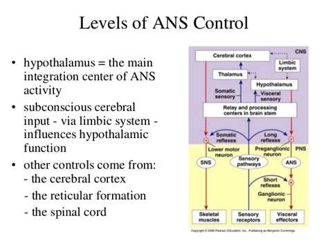 Central Nervous System The Autonomic Nervous System