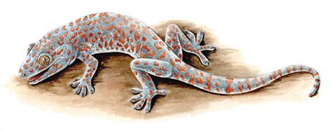 adw gekko gecko pictures