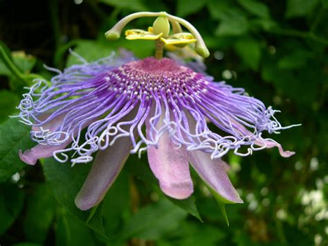 Passiflora Incarnata Purple Passion Flower World Of