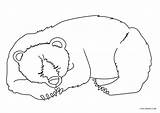Bear Sleeping Template Coloring sketch template