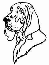 Coon Dog Drawing Getdrawings sketch template