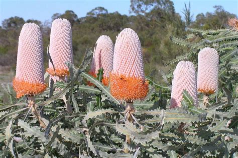 banksia prionotes adam robinson design ground cover plants